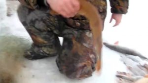 ловля щуки на Чухломском озере