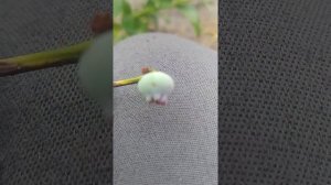 Бактериальный Рак Голубики. Смотреть до конца,думал что корневая гниль. О болезнях голубики. Крот.