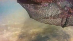 ARM Fishing ; Как клюёт карп под водой КАЧЕСТВЕННАЯ ПОДВОДНАЯ СЪЁМКА