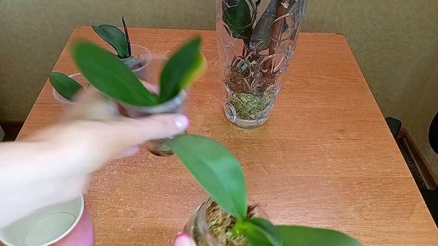 Уход за орхидеями во мхе,30.06.2023 смотреть онлайн