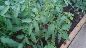ДВОЙНЫЕ МАКУШКИ У ТОМАТОВ . РАЗДВОЕННЫЕ СТЕБЛИ У ТОМАТОВ.ЧТО ДЕЛАТЬ .