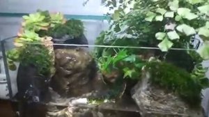 Мини палюдариум с водопадом