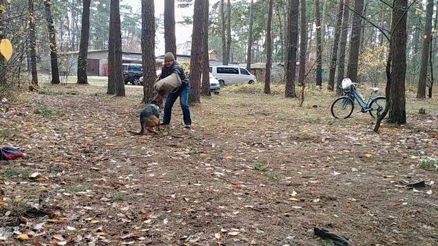 Дрессировка собак в Броварах. т.0965377274 смотреть онлайн