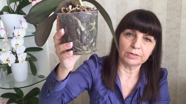 Орхидея без корней! Что делать чтоб корни росли.... мой опыт...