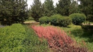 Лаванда высажена на клумбу в сочетании с гейхерой. Идея для сада.