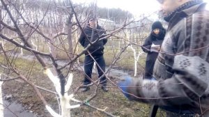 МАСТЕР КЛАСС ПО ОБРЕЗКЕ АБРИКОСА ЧАШЕЙ