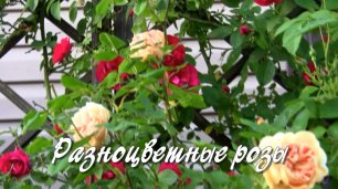 Разноцветные розы. Дачные картинки 2022.mp4
