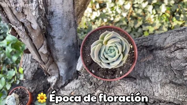 GRAPTOVERIA LOVELY ROSE | Cuidados смотреть онлайн