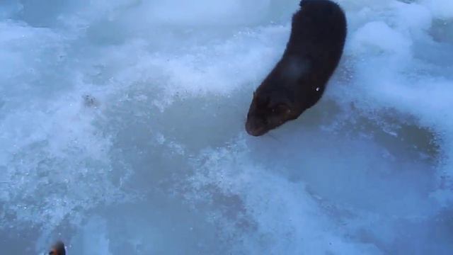 Голодная норка вышла попрошайничать к рыбакам смотреть онлайн