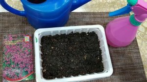 Посев тимьяна, сорт пурпурный