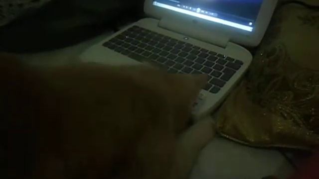 Gatinho Doce no Netbook смотреть онлайн