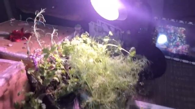 ?мой зимний сад ?и обзор моих новинок и семян ???на сезон 2019 год ? смотреть онлайн