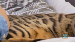 Bengalkatze | Information für Kinder | Anna und die Haustiere