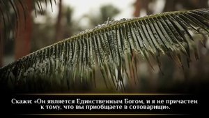 Идрис Абкар. Сура 6 «Скот»