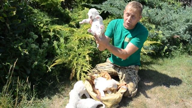 В парке Тайган в День львов 10 августа родились белые львята смотреть онлайн