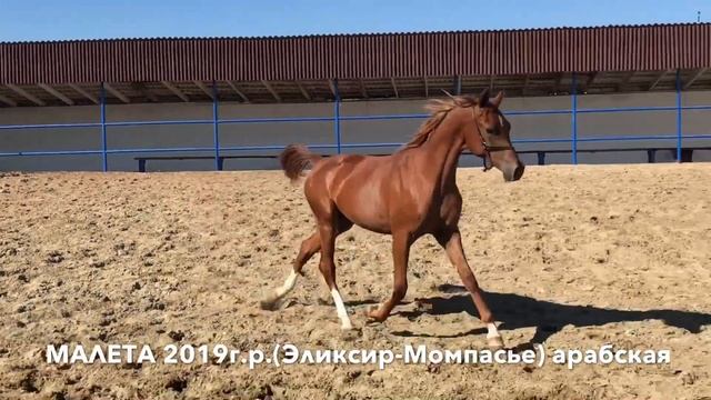 МАЛЕТА  Продажа лошадей, арабская чистокровная, кобылка #лошадь #араб #бие