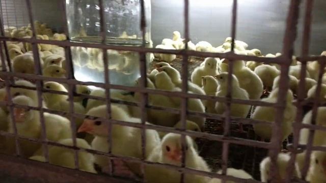 Цыплята бройлерного кросса Арбор Айкрес смотреть онлайн