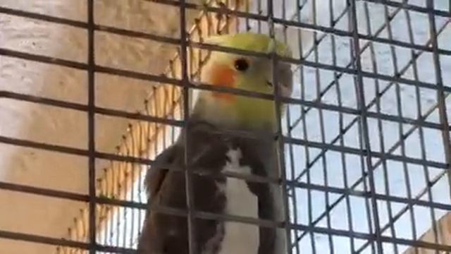 Волнистые попугаи , выбираем питомца ч. 2 Domestic birds