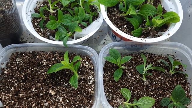 Укоренение почкой Ванилы Фрайз//укоренение второй партии других сортов метельчатых гортензий смотреть онлайн