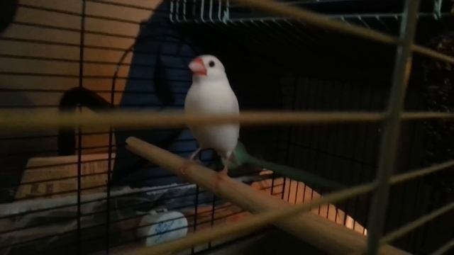 Java Finch song смотреть онлайн