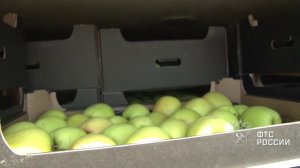 Смоленские таможенники задержали два транспортных средства с фруктами из санкционного списка.