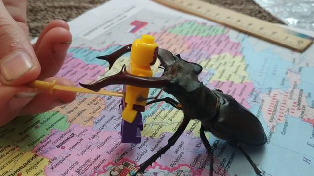 Жук-олень сражается за родину смотреть онлайн