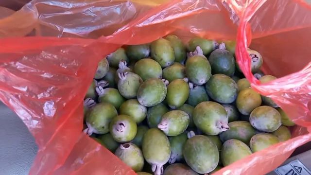Фейхуа и киви. Вот как бывает, когда в хороших отношениях с собственниками недвижимости.