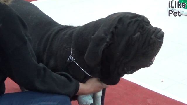 Особенности содержания мастифа смотреть онлайн