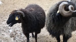 овца и баран