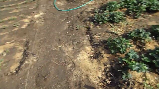 Схема посадки клубники в открытый грунт смотреть онлайн