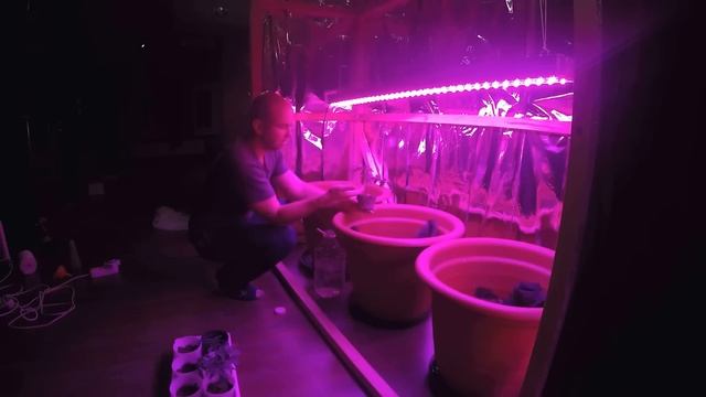 ВЫРАЩИВАНИЕ ТОМАТОВ ДОМА Ч.4: высадка рассады в горшки, досветка полным спектром смотреть онлайн