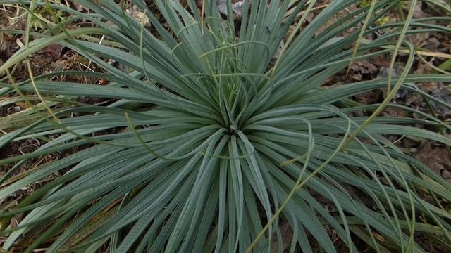 Асфедолина крупная жёлтая. смотреть онлайн