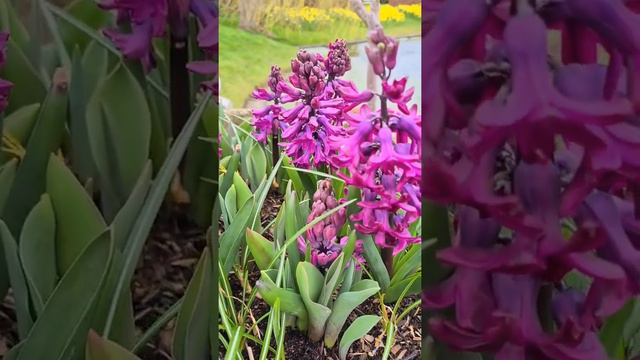 Hyacinth Woodstock is one of the early signs of spring