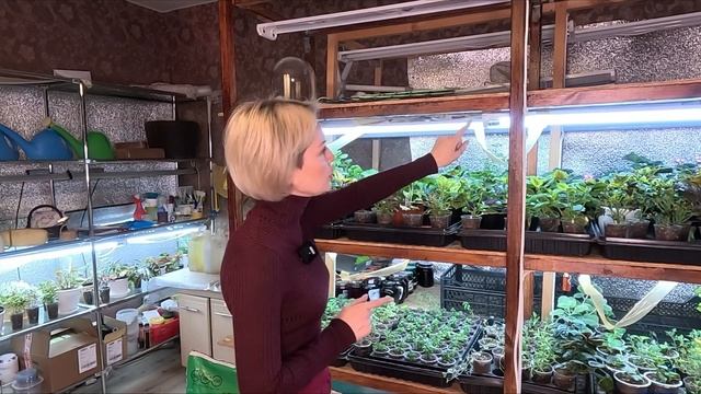 КАЛИБРАХОА КАК СОХРАНИТЬ КАЛИБРАХОА ЗИМОЙ В КОМНАТЕ