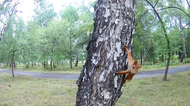 Один день из жизни Бастика. смотреть онлайн