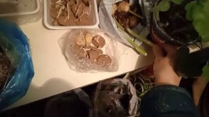 Не выбрасываю ростки картофеля!Сначала рассада, затем в грядку!