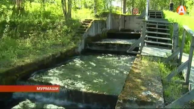 25.06.2015 В Мурмашах открыт рыбоход смотреть онлайн