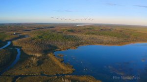 Гуси-гуменники над Березинским заповедником осенью