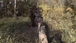 Чистим естественный пруд ( от ила )