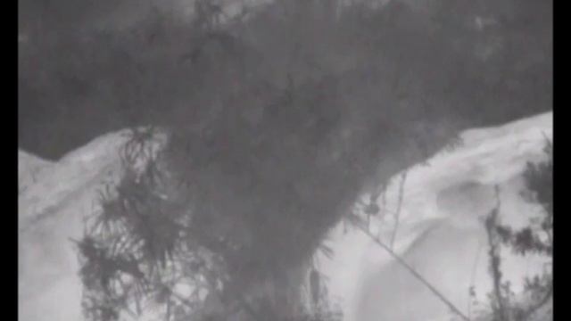 Quantum Thermal fairey wren смотреть онлайн