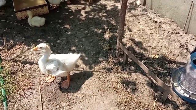 Сегодня я добрая//Останусь без огорода😸Беляш работает, Каштан филонит😁Утки сидят/Малиновое варенье смотреть онлайн