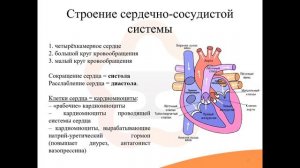 19.1. Строение, функции и патологии сердечно-сосудистой системы