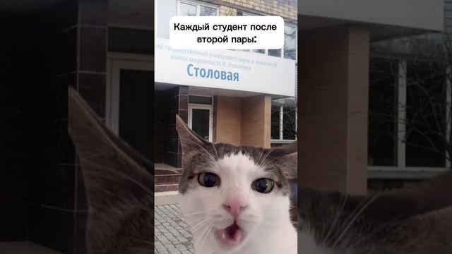 Как этот котик хрумкает
