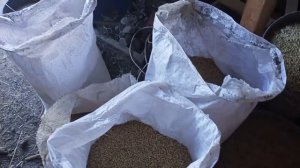 Купили ПШЕНИЦА? и ЯЧМЕНЬ