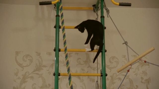 кот-паркурщик-2 (funny cat parkour) смотреть онлайн