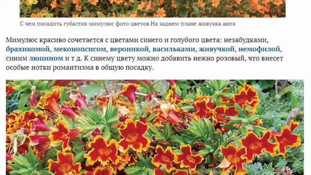 Губастик или мимулюс Посадка и уход в открытом грунте Выращивание из семян