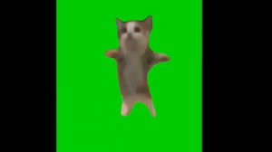 Футаж мемов 4 часть||мем:котенка хапи хапи хапи