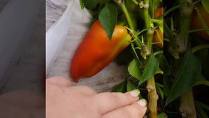 Сладкий перец Крепыш в открытом грунте . Мал да удал !