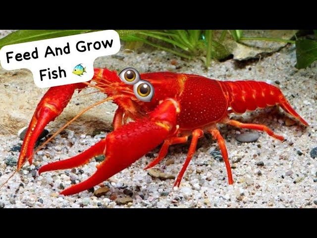 Играю за рака в фид эгд гроу фиш! Вылез за карту?! Feed And Grow Fish