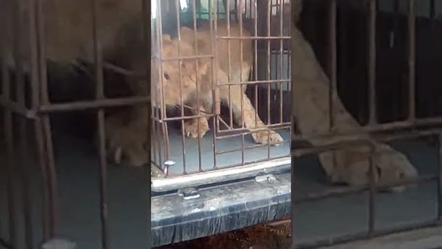 Лев в клетке. смотреть онлайн